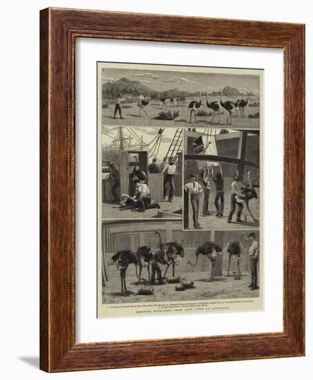 Shipping Ostriches from Cape Town to Australia-null-Framed Giclee Print