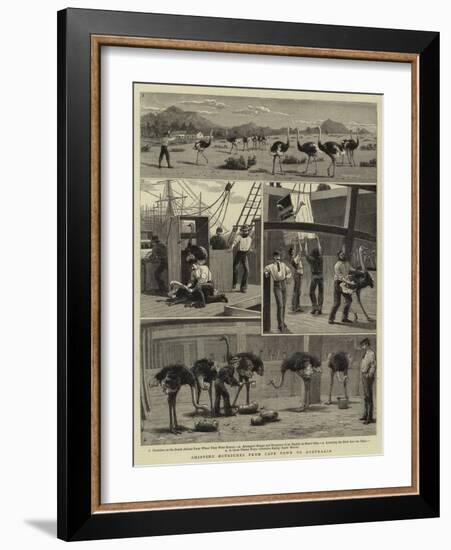 Shipping Ostriches from Cape Town to Australia-null-Framed Giclee Print