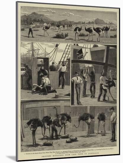 Shipping Ostriches from Cape Town to Australia-null-Mounted Giclee Print