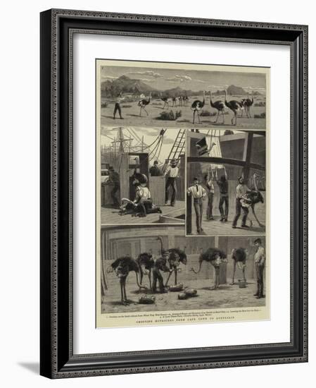 Shipping Ostriches from Cape Town to Australia-null-Framed Giclee Print