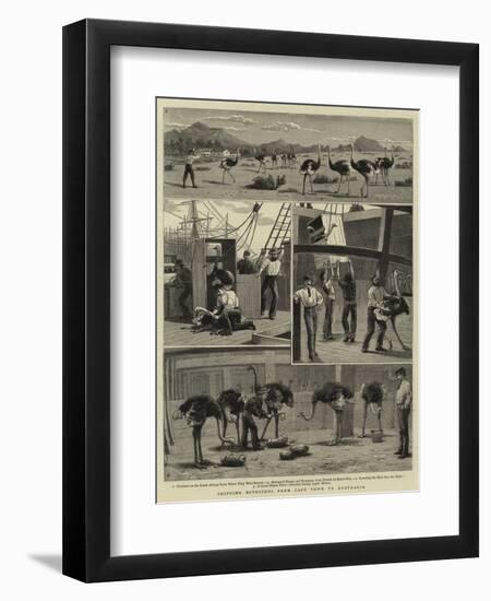 Shipping Ostriches from Cape Town to Australia-null-Framed Giclee Print