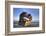 Shipwreck of the Peter Iredale, Fort Stevens State Park, Oregon, USA-Jamie & Judy Wild-Framed Photographic Print