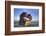 Shipwreck of the Peter Iredale, Fort Stevens State Park, Oregon, USA-Jamie & Judy Wild-Framed Photographic Print