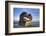 Shipwreck of the Peter Iredale, Fort Stevens State Park, Oregon, USA-Jamie & Judy Wild-Framed Photographic Print