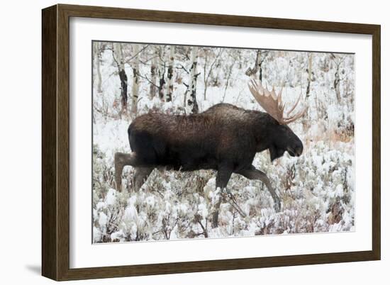 Shiras Bull Moose, Autumn Snow II-Ken Archer-Framed Art Print