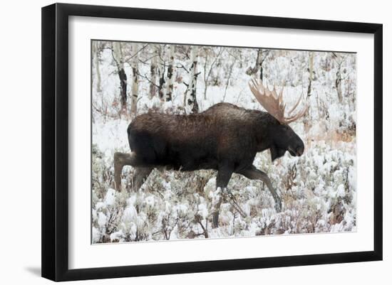 Shiras Bull Moose, Autumn Snow II-Ken Archer-Framed Art Print