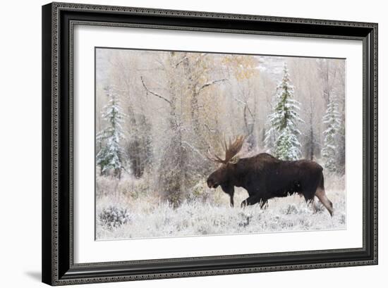 Shiras Bull Moose, Autumn Snow-Ken Archer-Framed Art Print