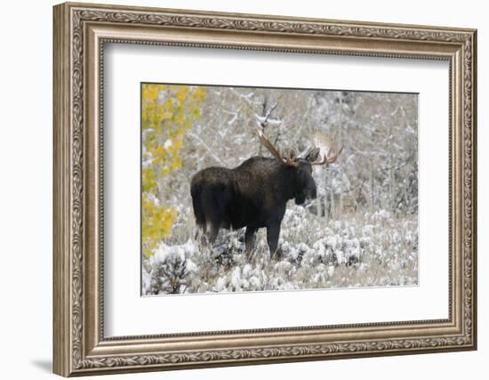 Shiras Bull Moose, Autumn Snow-Ken Archer-Framed Photographic Print