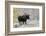 Shiras Bull Moose, Autumn Snow-Ken Archer-Framed Photographic Print