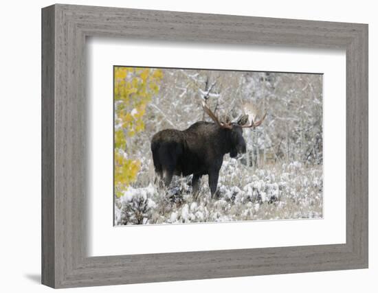 Shiras Bull Moose, Autumn Snow-Ken Archer-Framed Photographic Print