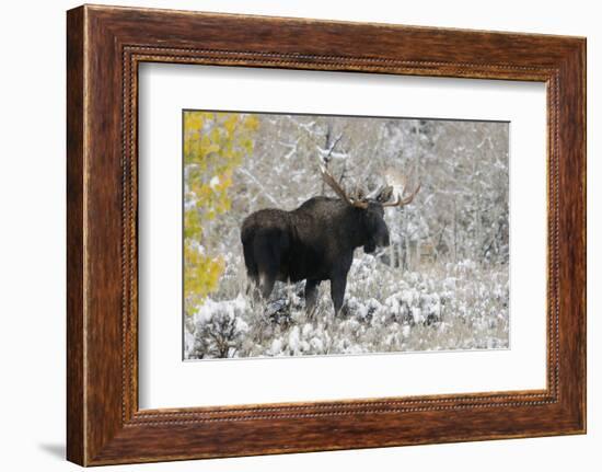 Shiras Bull Moose, Autumn Snow-Ken Archer-Framed Photographic Print