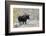 Shiras Bull Moose, Autumn Snow-Ken Archer-Framed Photographic Print