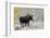 Shiras Bull Moose, Autumn Snow-Ken Archer-Framed Photographic Print