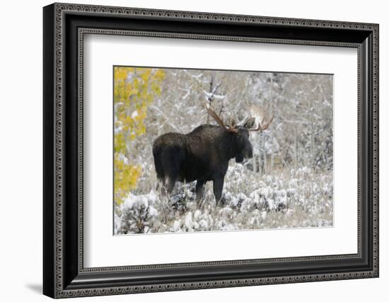 Shiras Bull Moose, Autumn Snow-Ken Archer-Framed Photographic Print