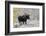 Shiras Bull Moose, Autumn Snow-Ken Archer-Framed Photographic Print