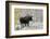 Shiras Bull Moose, Autumn Snow-Ken Archer-Framed Photographic Print
