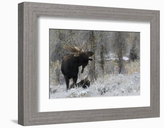 Shiras Bull Moose Courting Cow Moose-Ken Archer-Framed Photographic Print