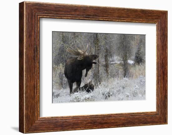 Shiras Bull Moose Courting Cow Moose-Ken Archer-Framed Photographic Print