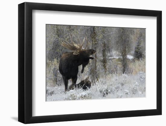 Shiras Bull Moose Courting Cow Moose-Ken Archer-Framed Photographic Print