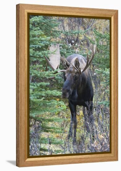 Shiras Bull Moose-Ken Archer-Framed Premier Image Canvas