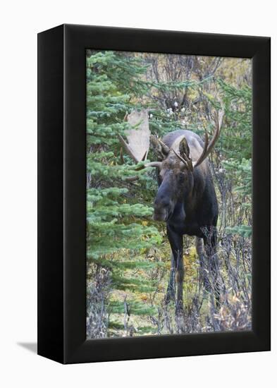 Shiras Bull Moose-Ken Archer-Framed Premier Image Canvas