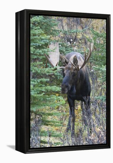 Shiras Bull Moose-Ken Archer-Framed Premier Image Canvas
