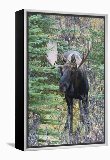 Shiras Bull Moose-Ken Archer-Framed Premier Image Canvas