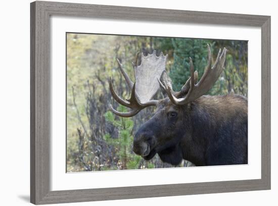 Shiras Bull Moose-Ken Archer-Framed Photographic Print