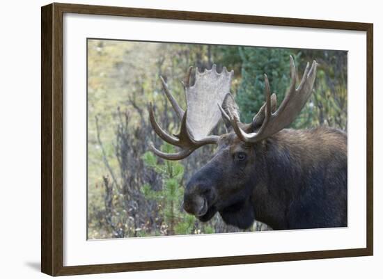 Shiras Bull Moose-Ken Archer-Framed Photographic Print