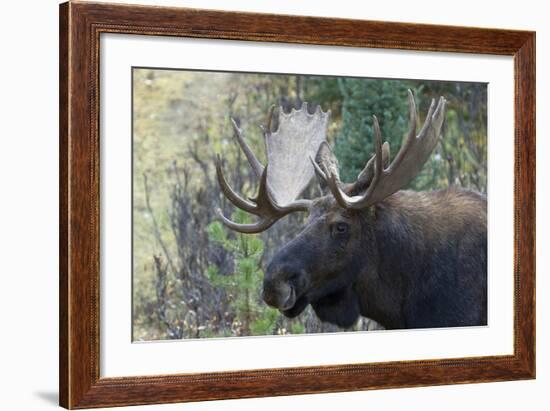 Shiras Bull Moose-Ken Archer-Framed Photographic Print