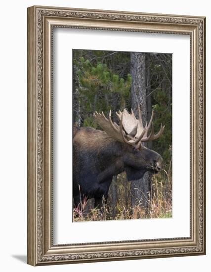 Shiras Bull Moose-Ken Archer-Framed Photographic Print