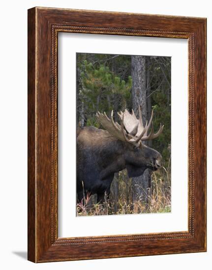 Shiras Bull Moose-Ken Archer-Framed Photographic Print