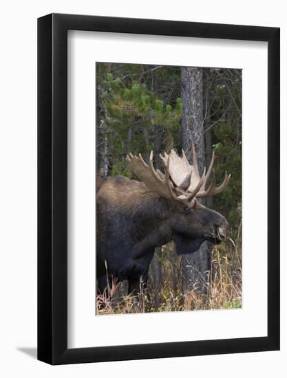 Shiras Bull Moose-Ken Archer-Framed Photographic Print