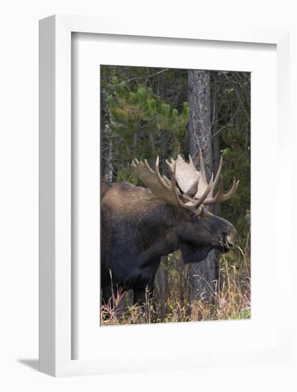 Shiras Bull Moose-Ken Archer-Framed Photographic Print