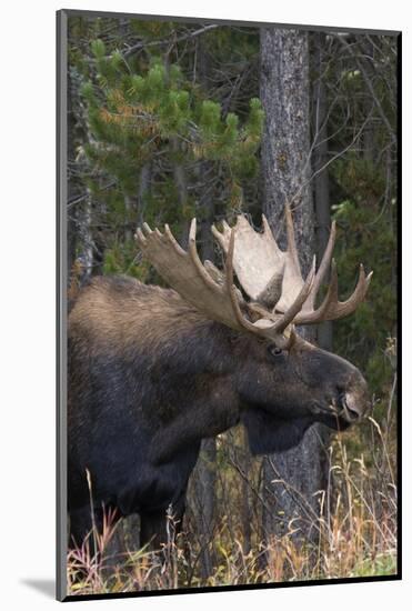 Shiras Bull Moose-Ken Archer-Mounted Photographic Print