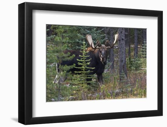 Shiras Bull Moose-Ken Archer-Framed Photographic Print