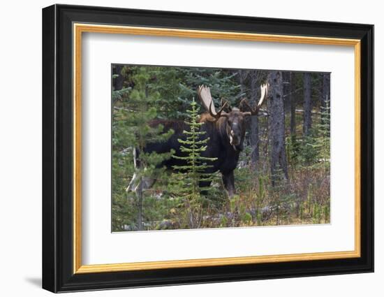 Shiras Bull Moose-Ken Archer-Framed Photographic Print