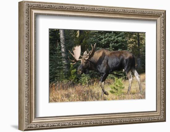 Shiras Bull Moose-Ken Archer-Framed Photographic Print