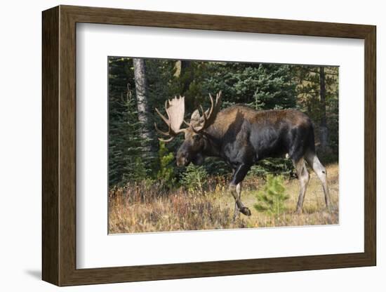 Shiras Bull Moose-Ken Archer-Framed Photographic Print