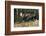 Shiras Bull Moose-Ken Archer-Framed Photographic Print