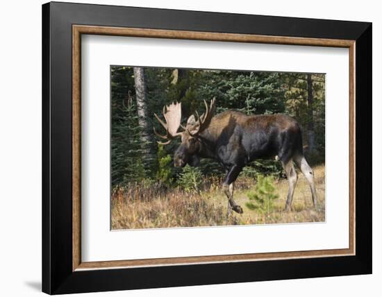 Shiras Bull Moose-Ken Archer-Framed Photographic Print