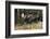 Shiras Bull Moose-Ken Archer-Framed Photographic Print