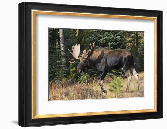 Shiras Bull Moose-Ken Archer-Framed Photographic Print