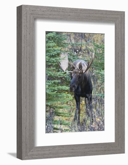 Shiras Bull Moose-Ken Archer-Framed Photographic Print