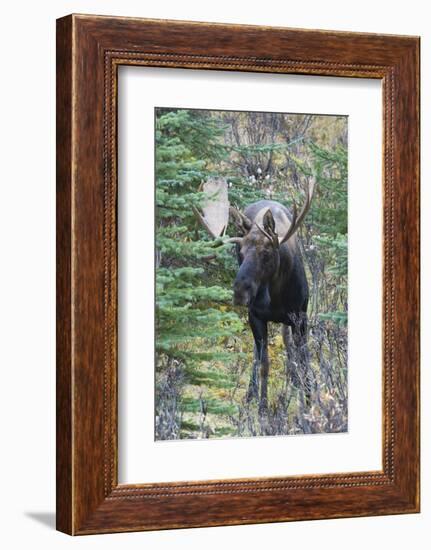 Shiras Bull Moose-Ken Archer-Framed Photographic Print