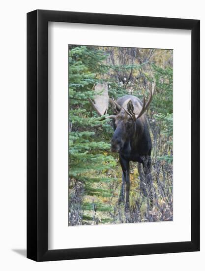 Shiras Bull Moose-Ken Archer-Framed Photographic Print