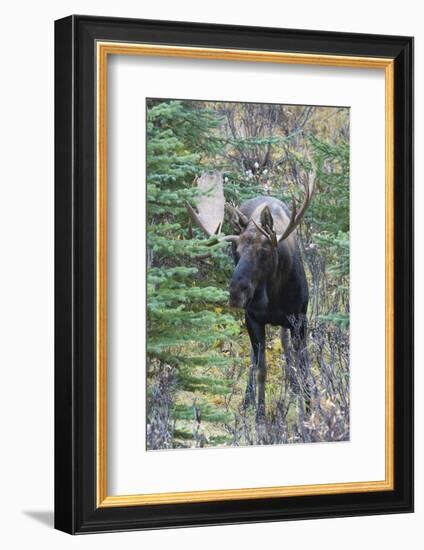 Shiras Bull Moose-Ken Archer-Framed Photographic Print