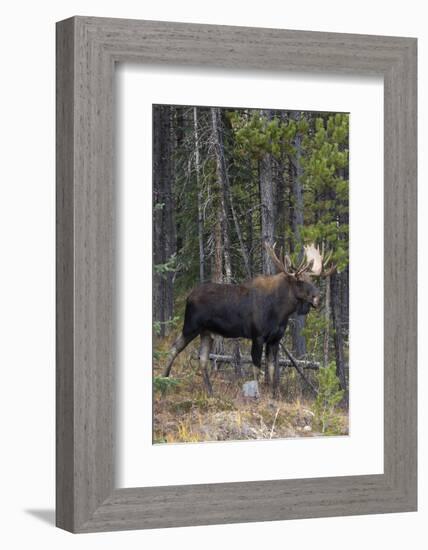 Shiras Bull Moose-Ken Archer-Framed Photographic Print