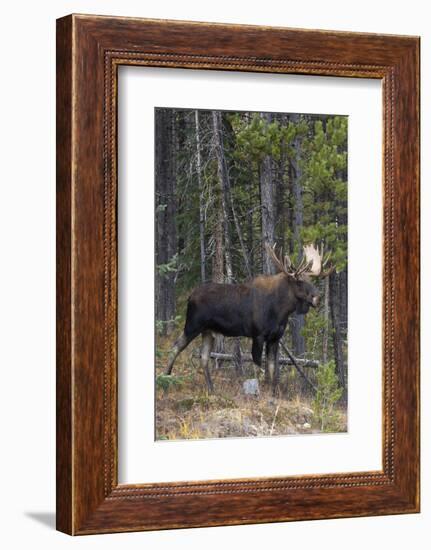 Shiras Bull Moose-Ken Archer-Framed Photographic Print