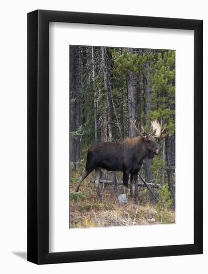 Shiras Bull Moose-Ken Archer-Framed Photographic Print